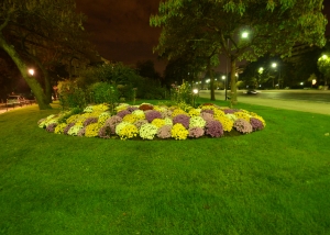 The green grass and multi-colored flowers on road dividers